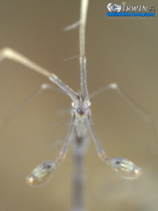 S K E L E T O N 
Skeleton shrimp (Caprellidae) 
Anilao,... by Irwin Ang 